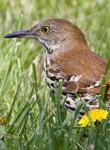 Brown Thrasher 0260